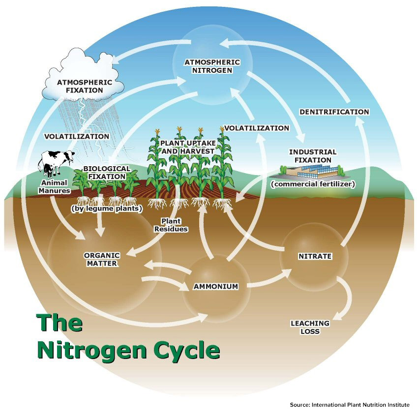 Featured image for “The Losses You Can’t See – Maximize Your Nitrogen Investment.”