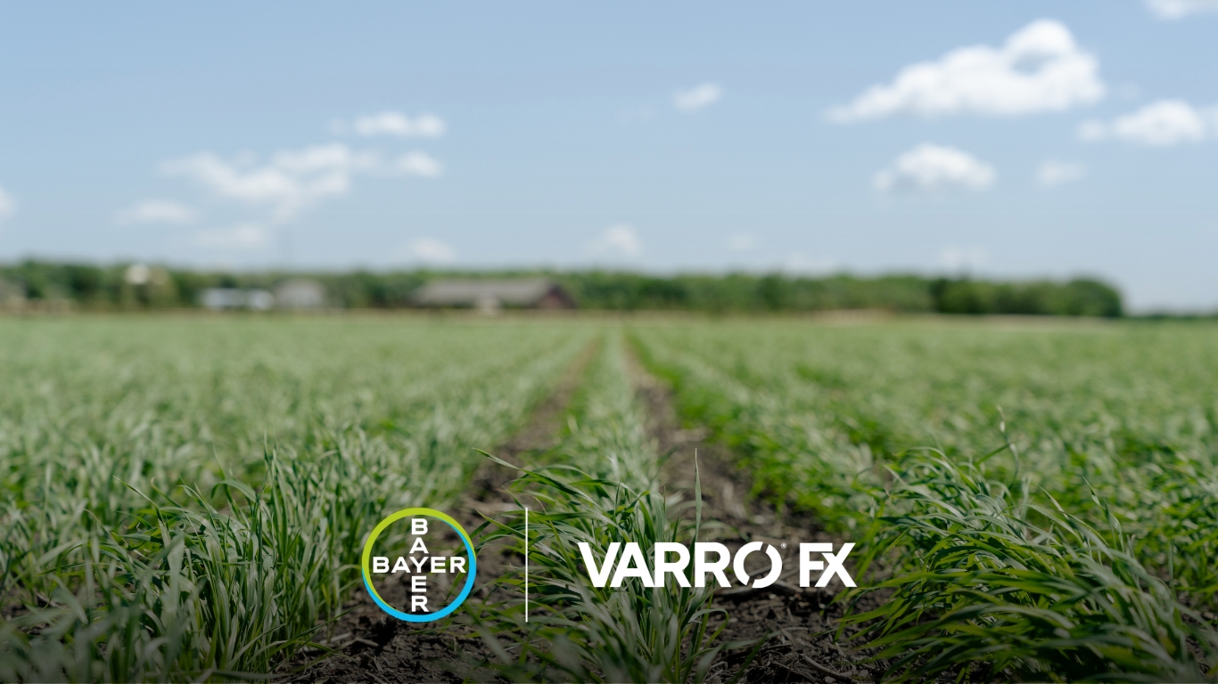 Featured image for “Cereal Herbicides: Managing Tough-to-Control Weeds with New Cross-Spectrum Herbicide Varro® FX”